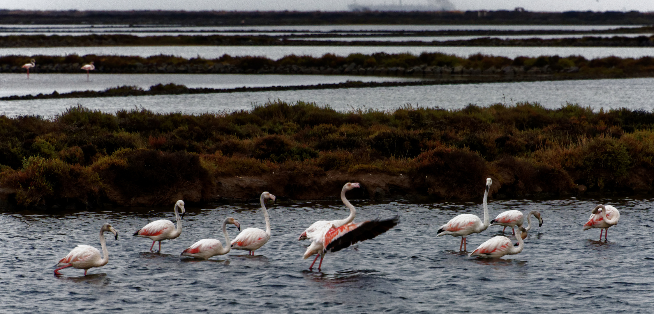 Tanz der Flamencos