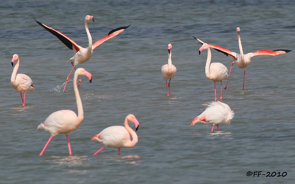 Tanz der Flamingos