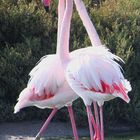 Tanz der Flamingos