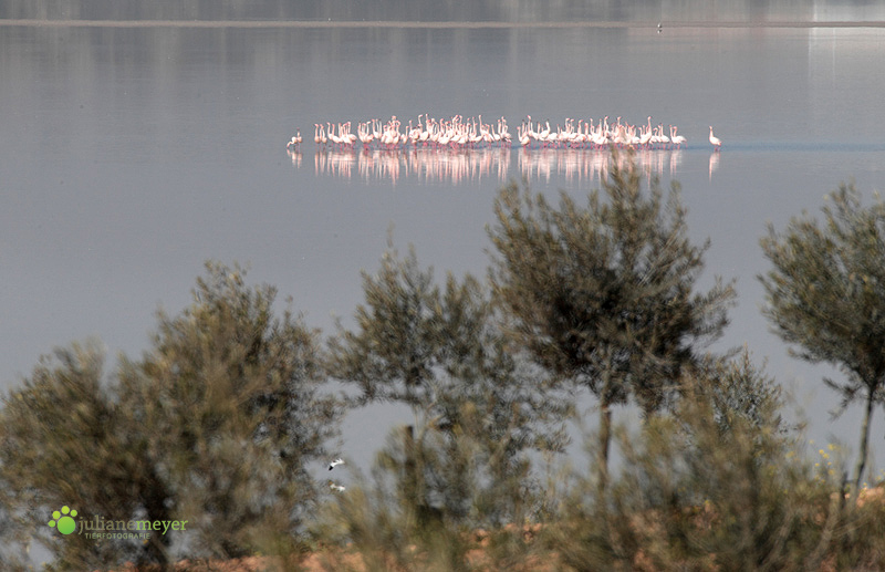 Tanz der Flamingos