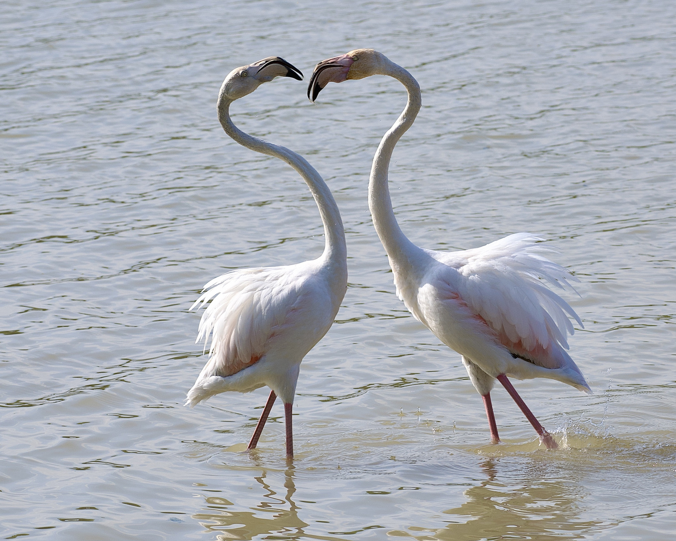 Tanz der Flamingos 