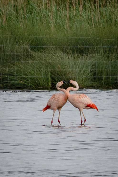 Tanz der Flamingos 