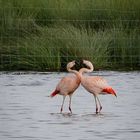 Tanz der Flamingos 