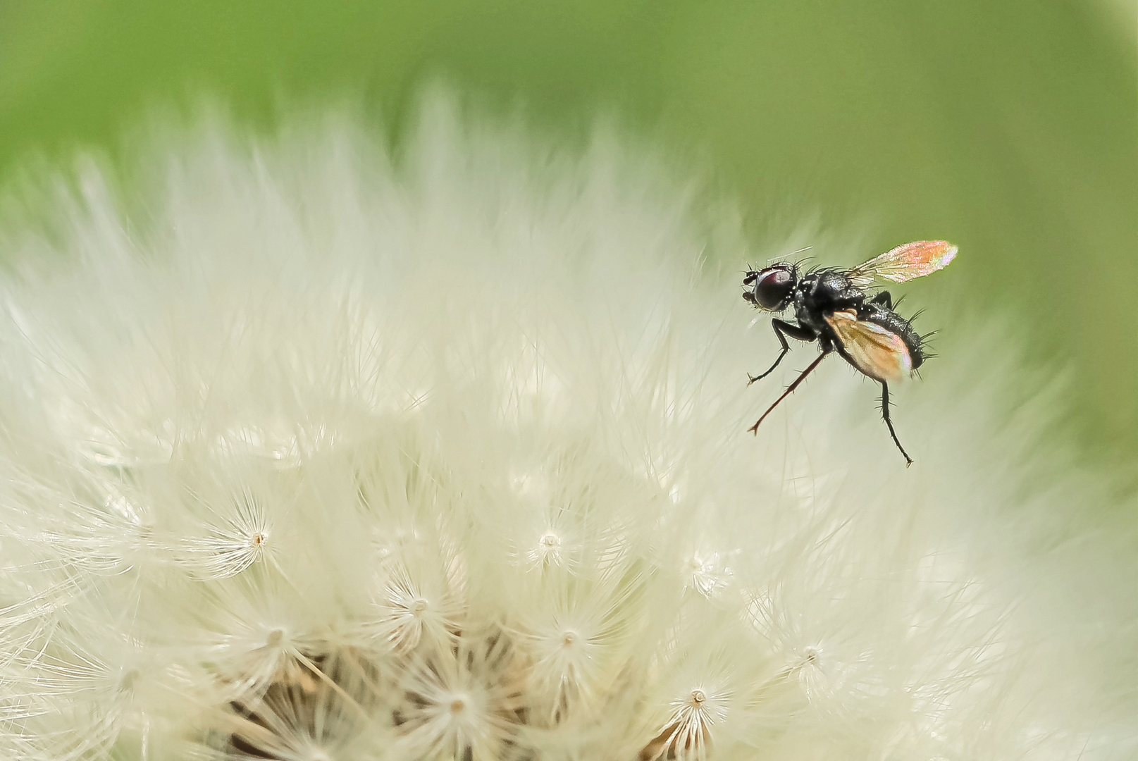 Tanz der Fliege