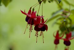 tanz der fuchsien 2