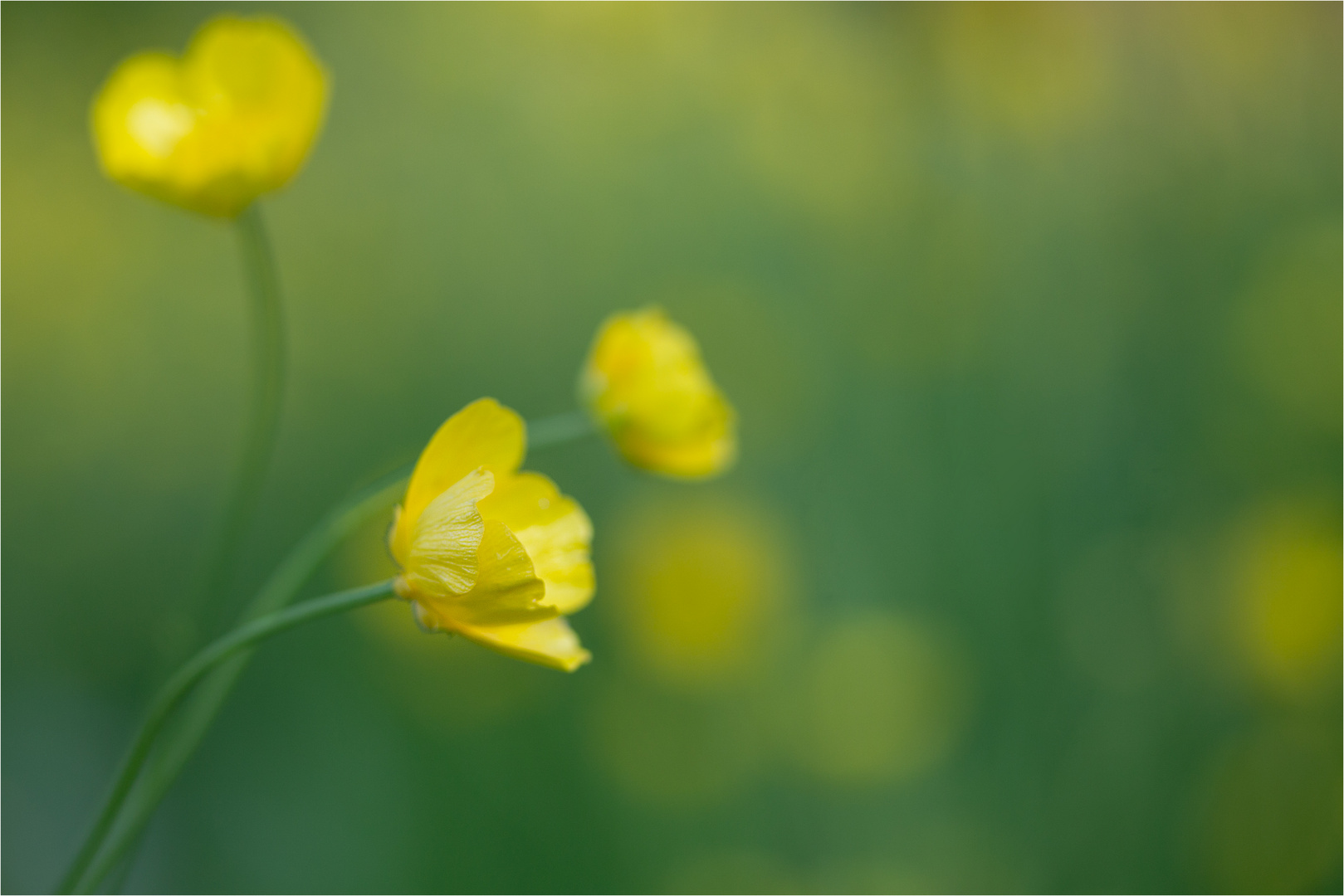 Tanz der gelben Blüten