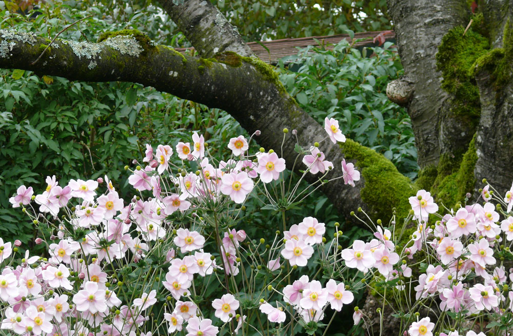 Tanz der Herbstanemonen