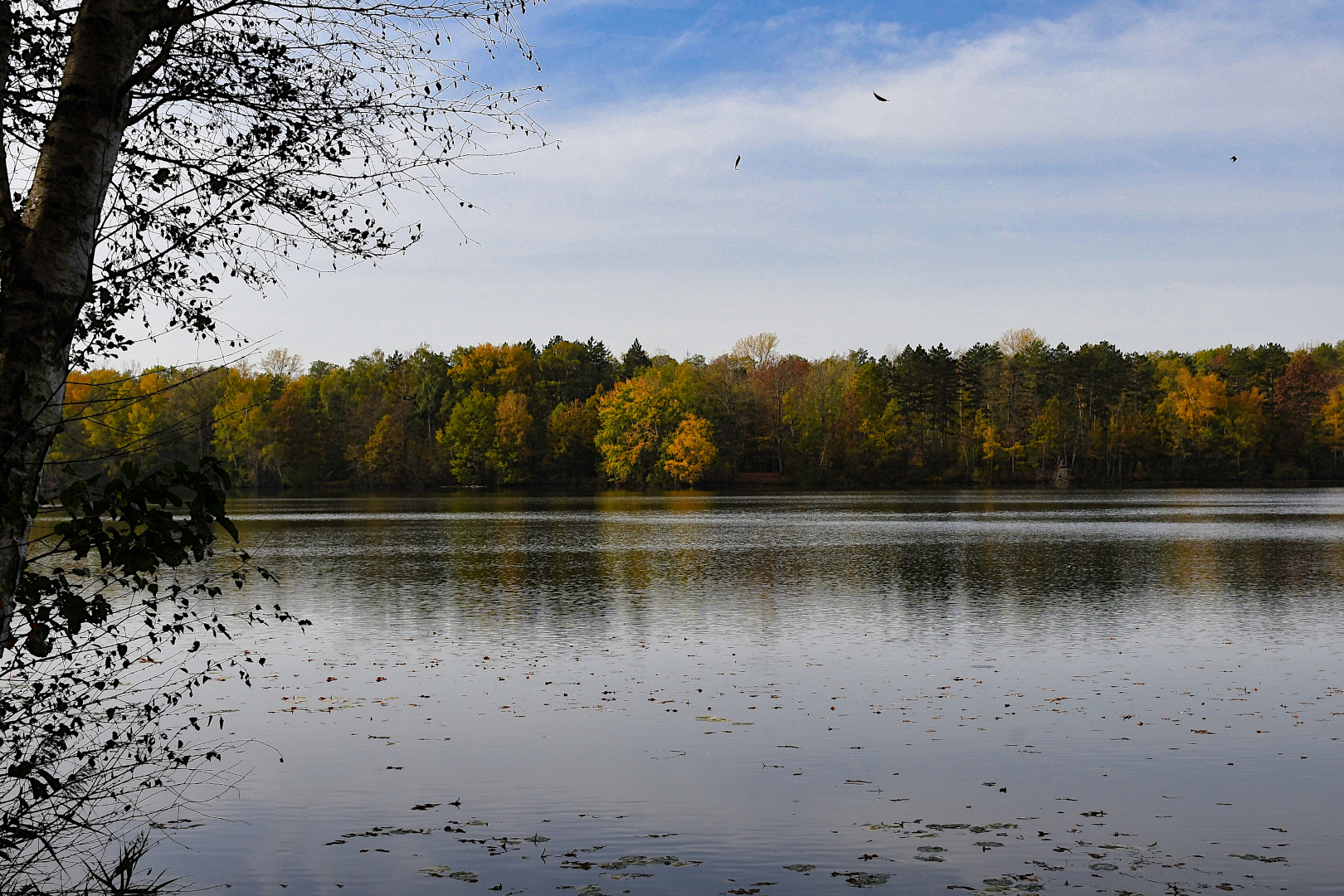 TANZ DER HERBSTBLÄTTER ...