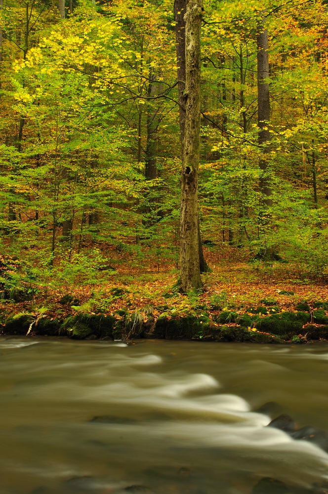 Tanz der Herbstblätter