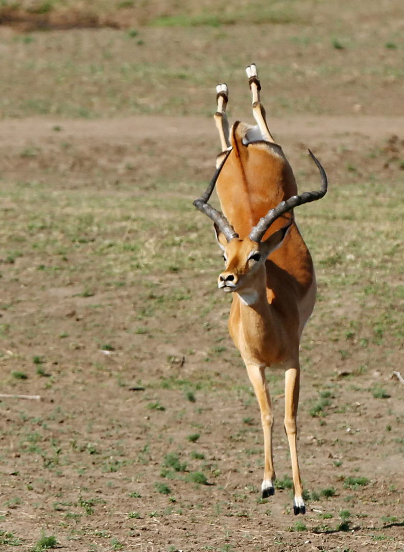 .....Tanz der Impala....