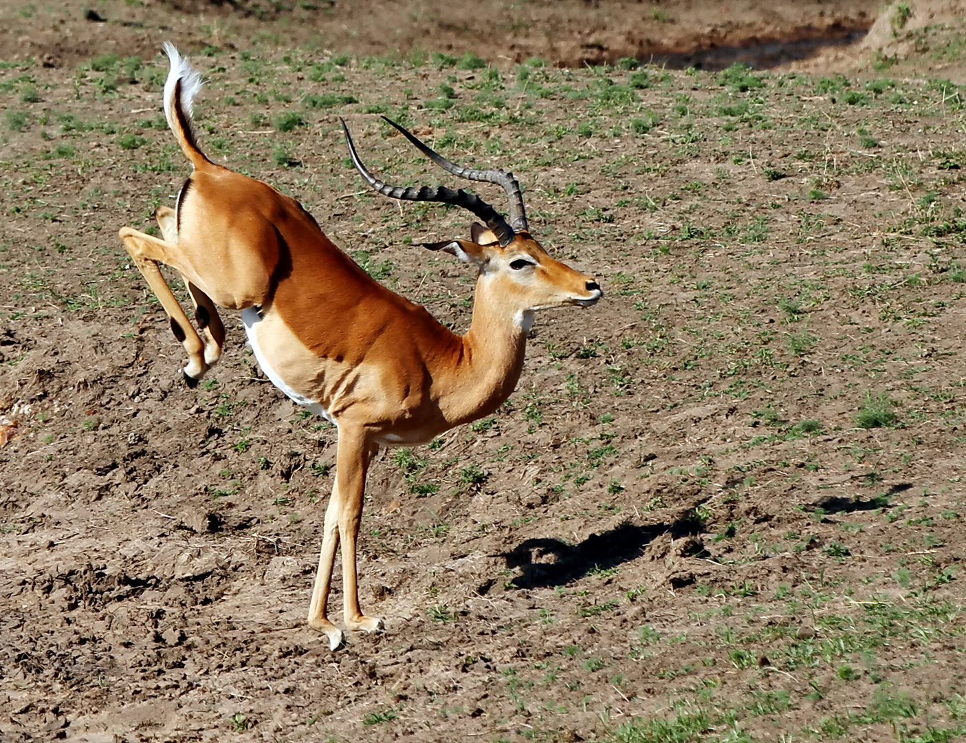 ....Tanz der Impala....3....