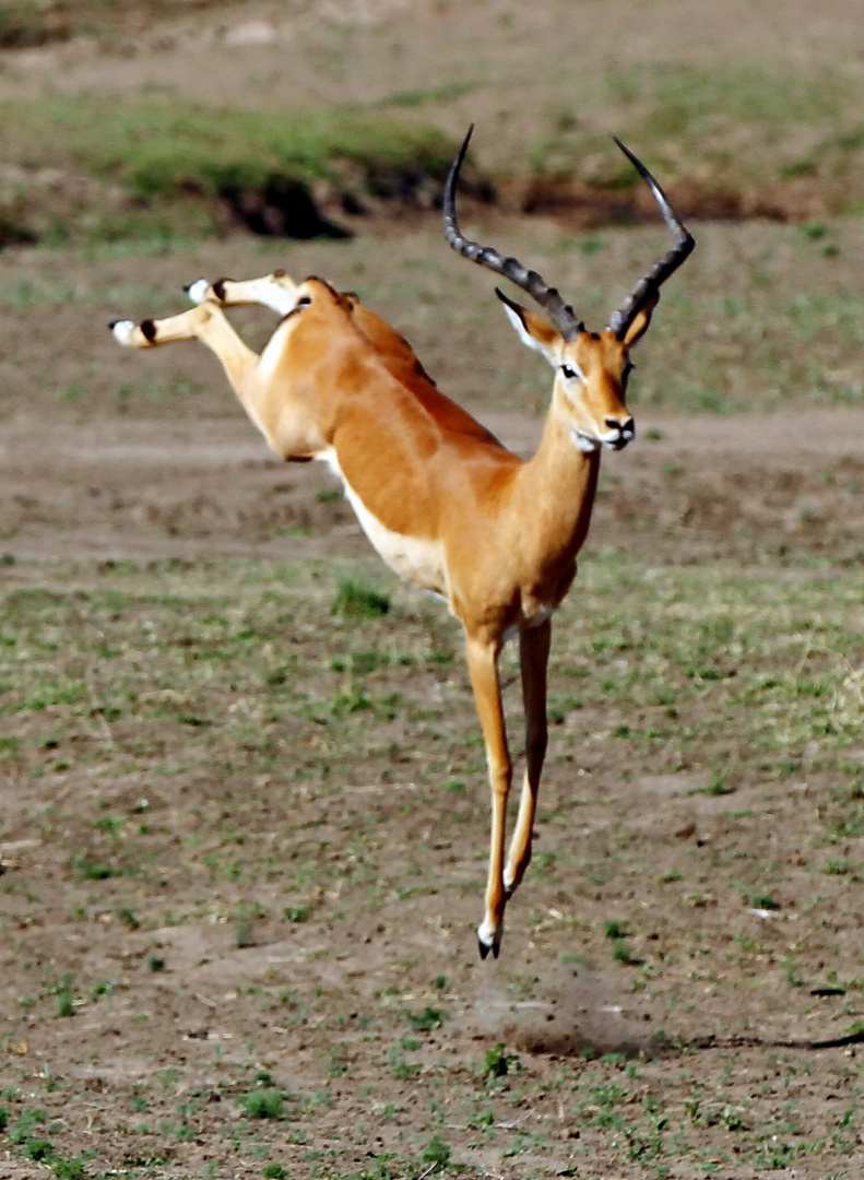 .....Tanz der Impala...6-9...die Fortsetzung....