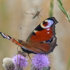 Tanz der Insekten