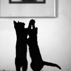 Tanz der Katzen
