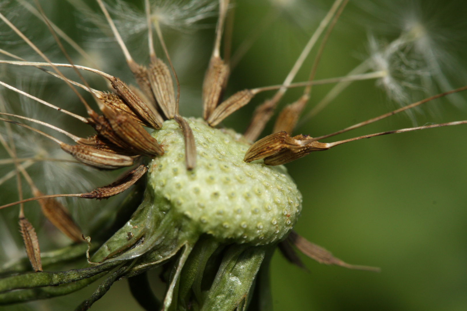 Tanz der kleinen Fallschirme