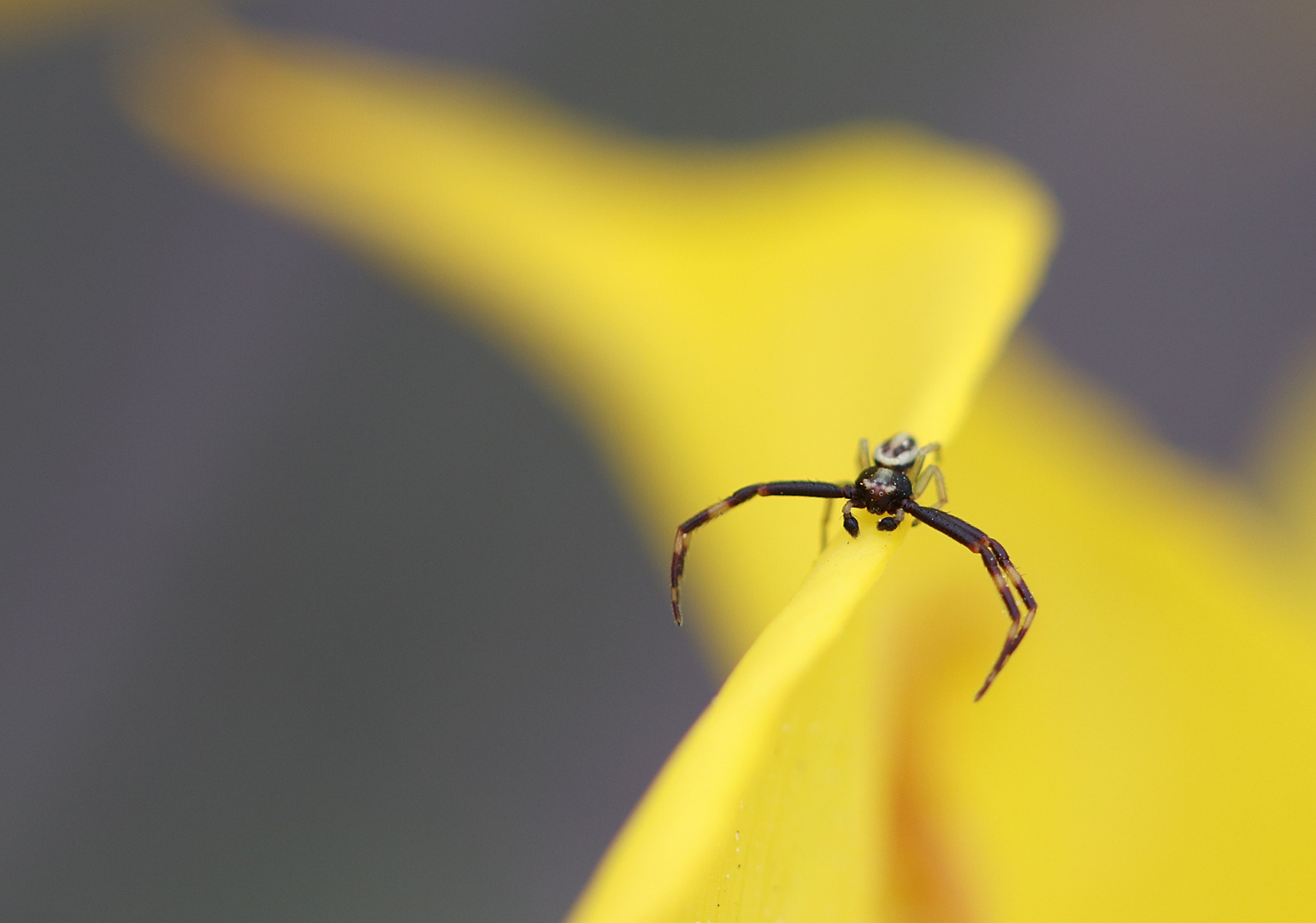 Tanz der Krabbenspinne 