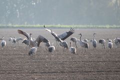 Tanz der Kraniche