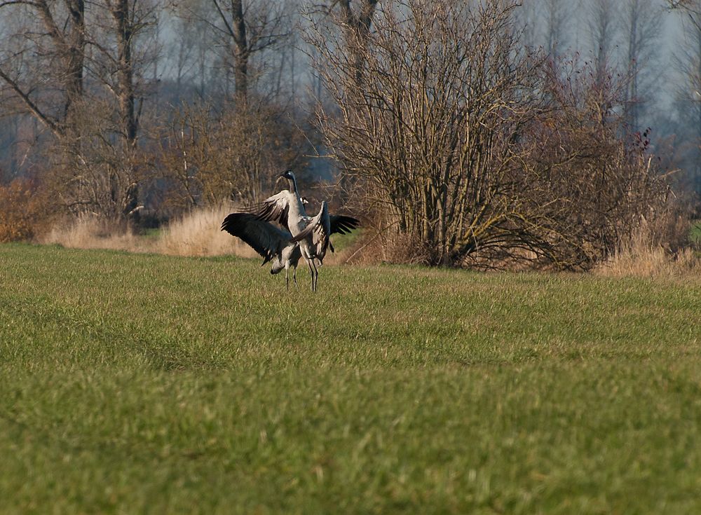 Tanz der Kraniche ( III.)