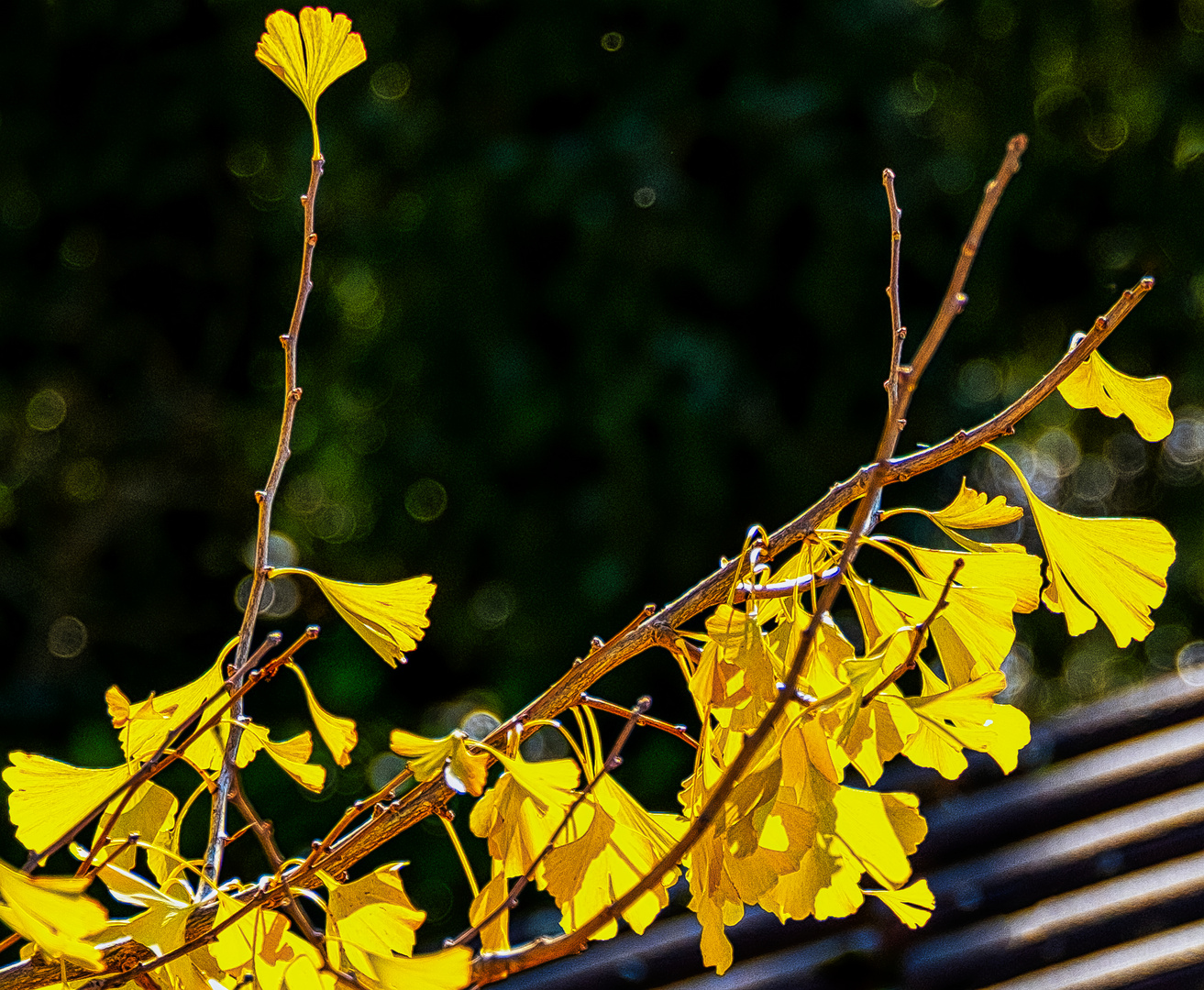 Tanz der letzten Ginkgoblätter