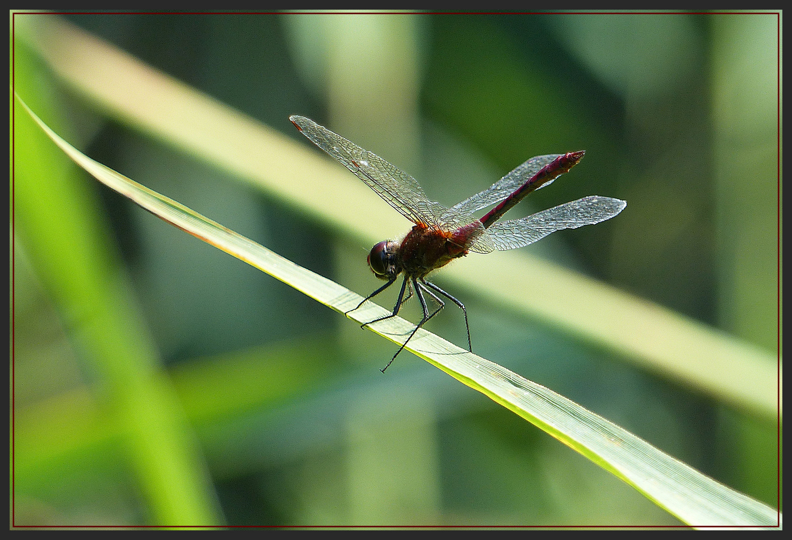 Tanz der Libelle 