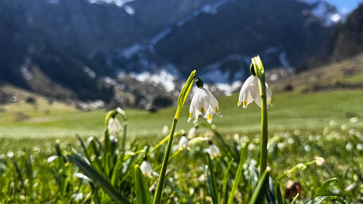 Tanz der Märzenbecher