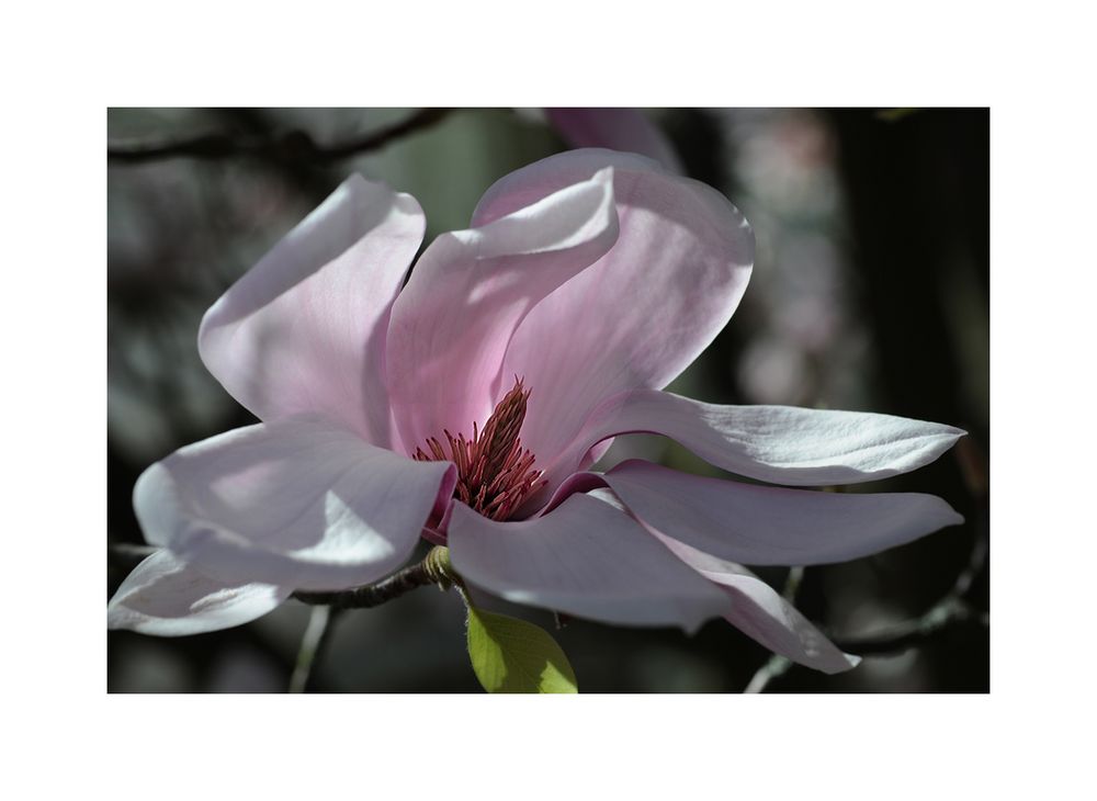 Tanz der Magnolie von Christa D. 