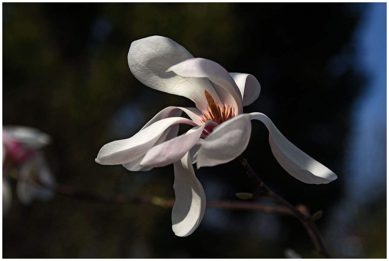 Tanz der Magnolie