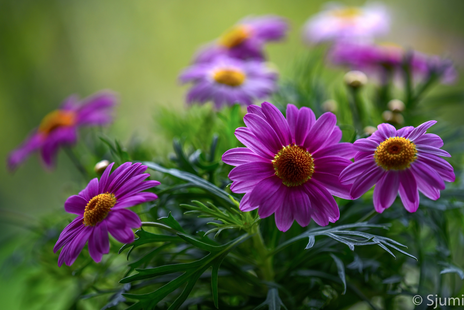 Tanz Der Margeriten Foto Bild Pflanzen Pilze Flechten Bluten Kleinpflanzen Gartenpflanzen Und Bluten Bilder Auf Fotocommunity