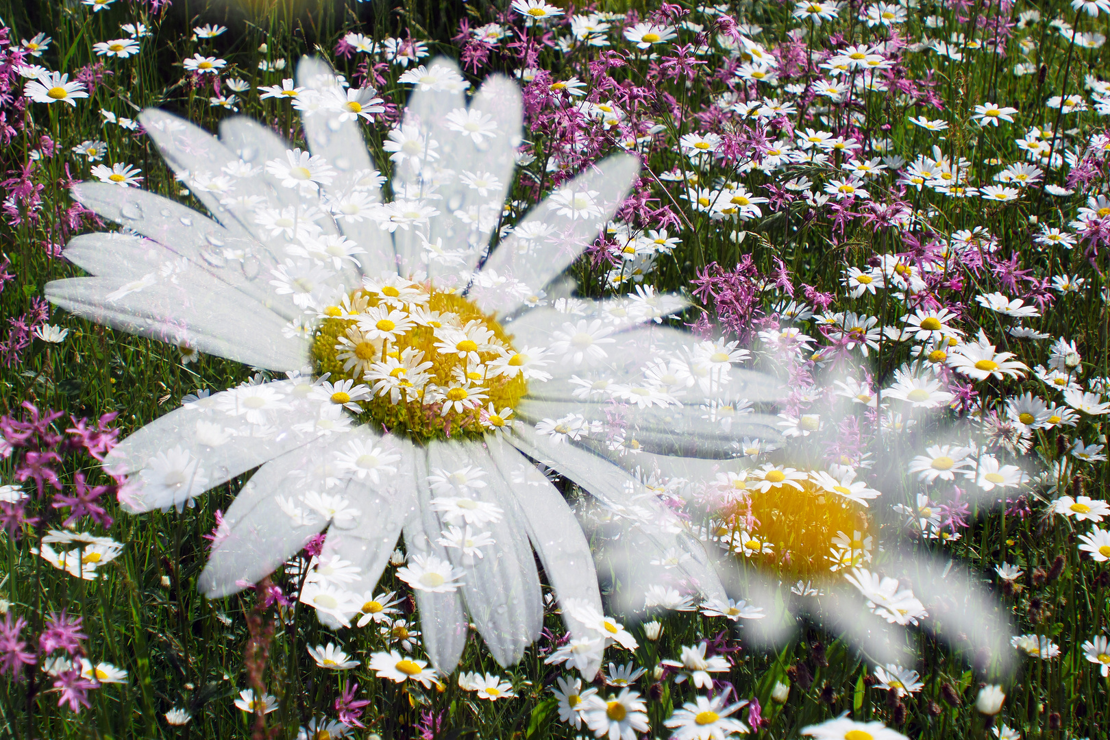 Tanz der Margeriten