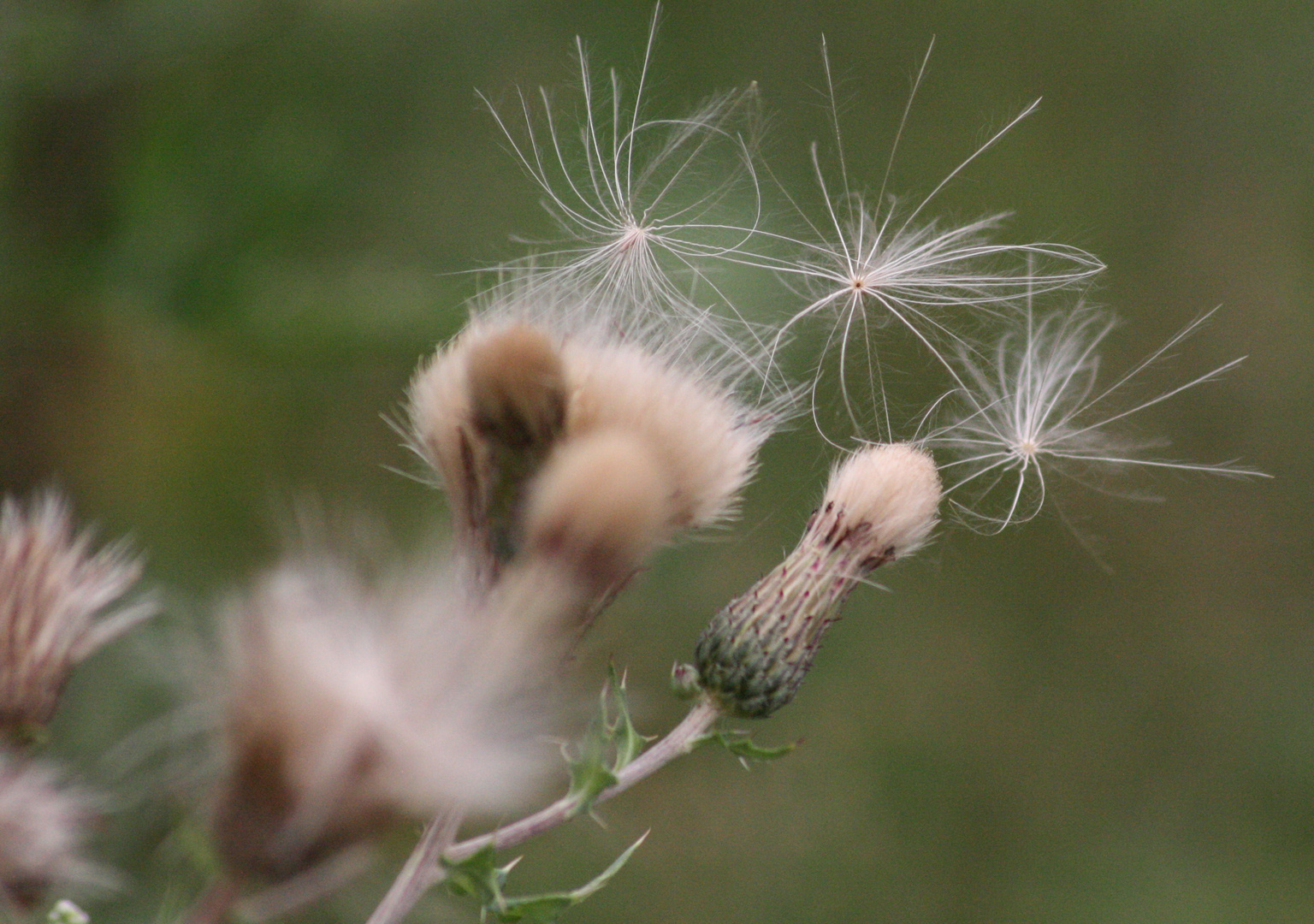 Tanz der Natur