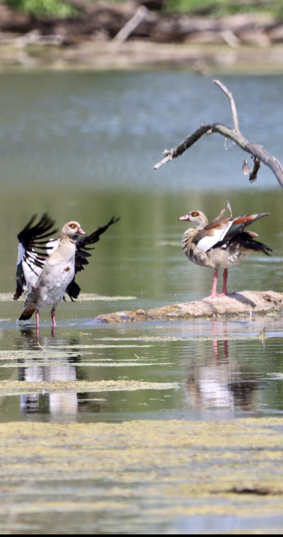 Tanz der Nilgänse