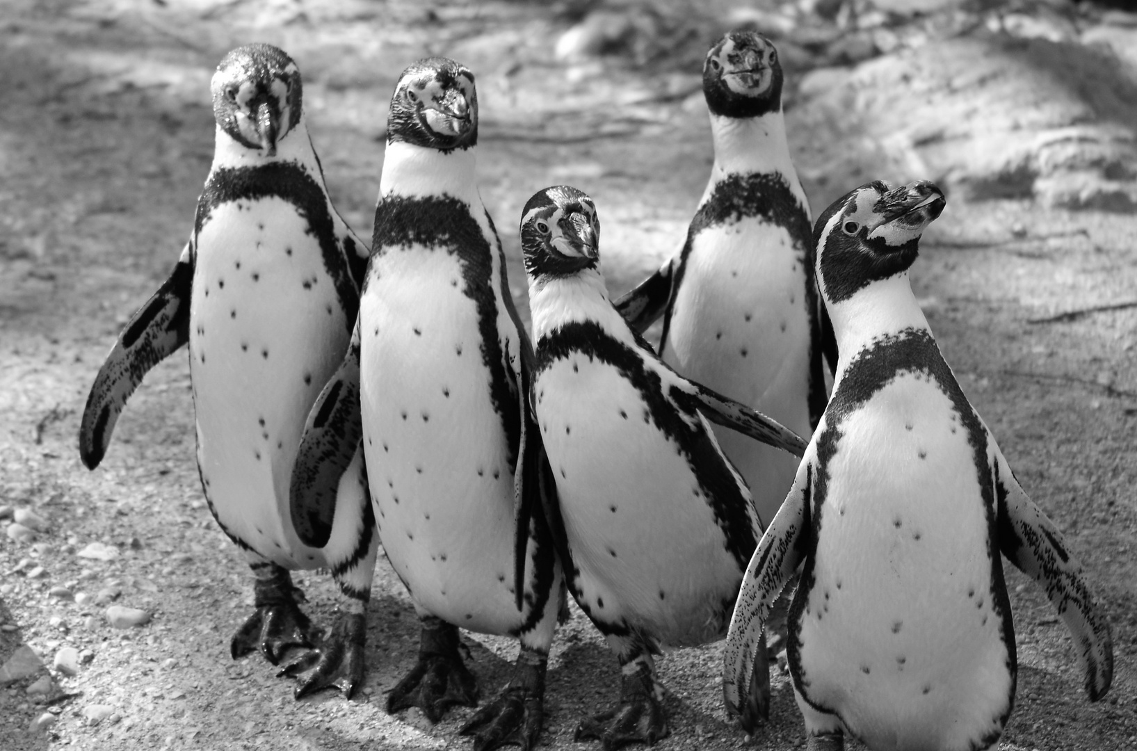 Tanz der Pinguine