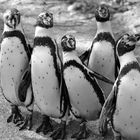 Tanz der Pinguine