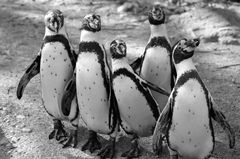 Tanz der Pinguine