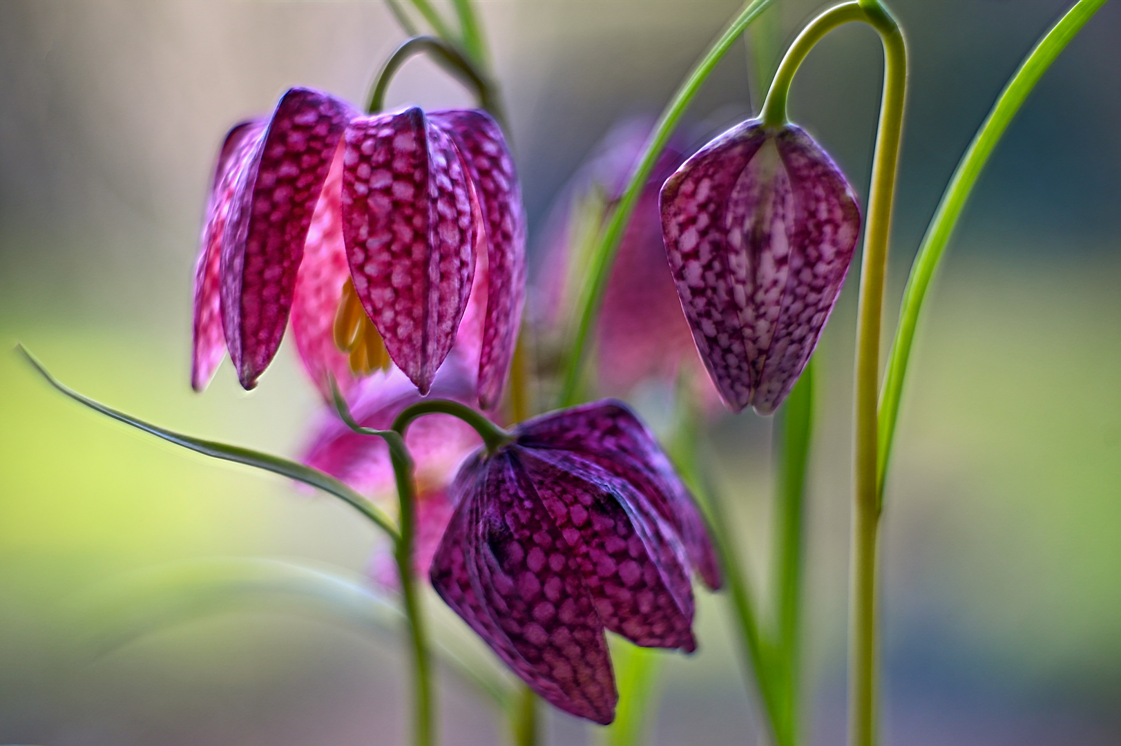 Tanz der Schachbrettblumen 