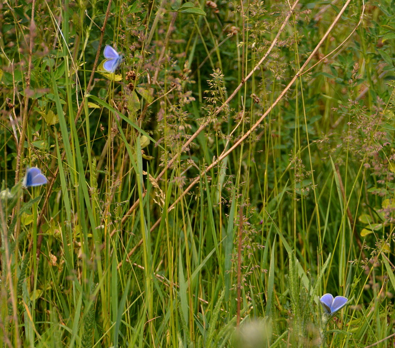 tanz der schmetterlinge