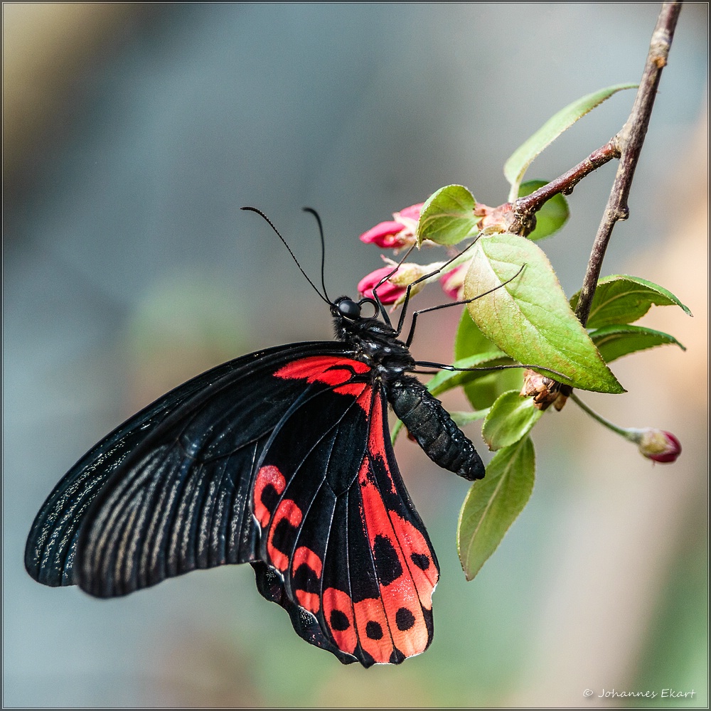 Tanz der Schmetterlinge 2