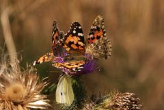 Tanz der Schmetterlinge