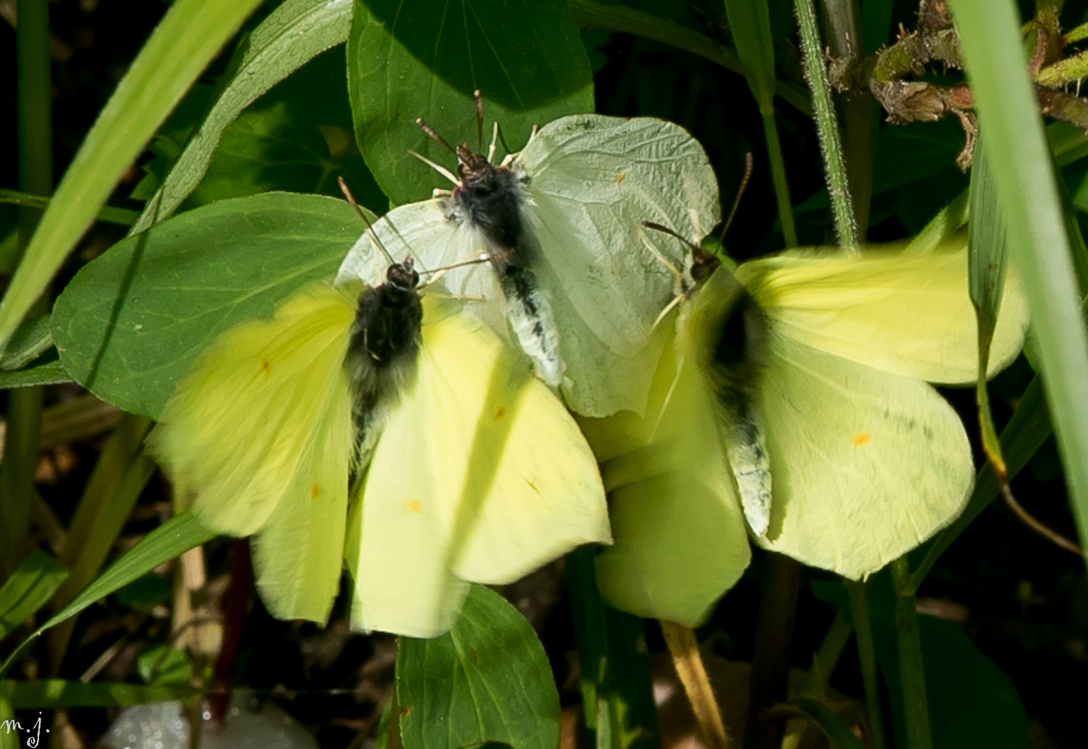 Tanz der Schmetterlinge