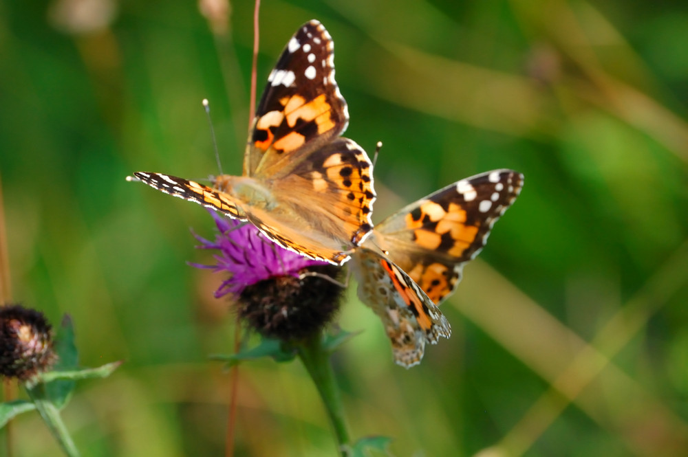 Tanz der Schmetterlinge