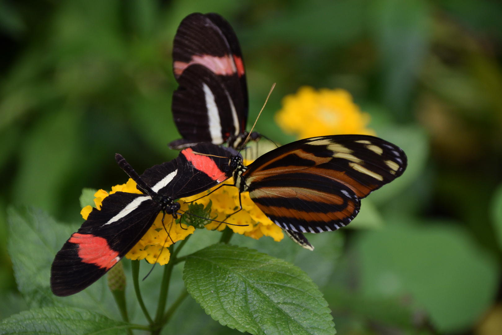 Tanz der Schmetterlinge