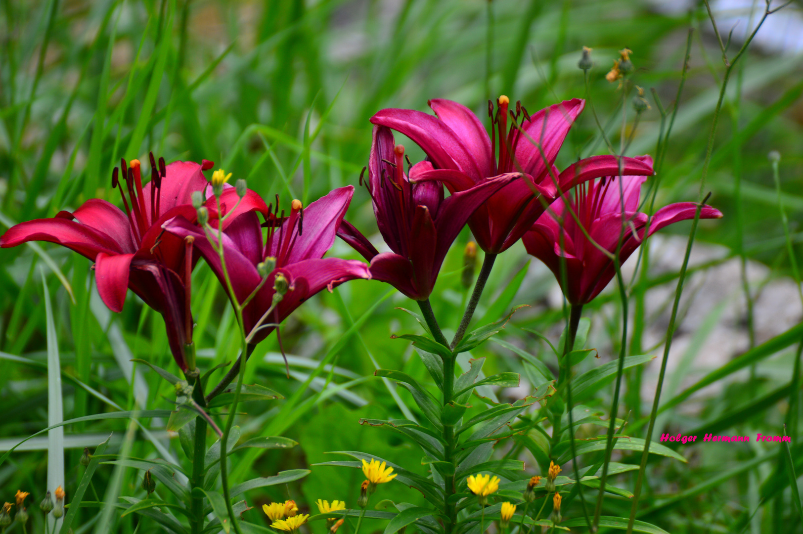 Tanz der Schwerlilien :-)