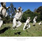 Tanz der Sifakas (Propithecus verreauxi)