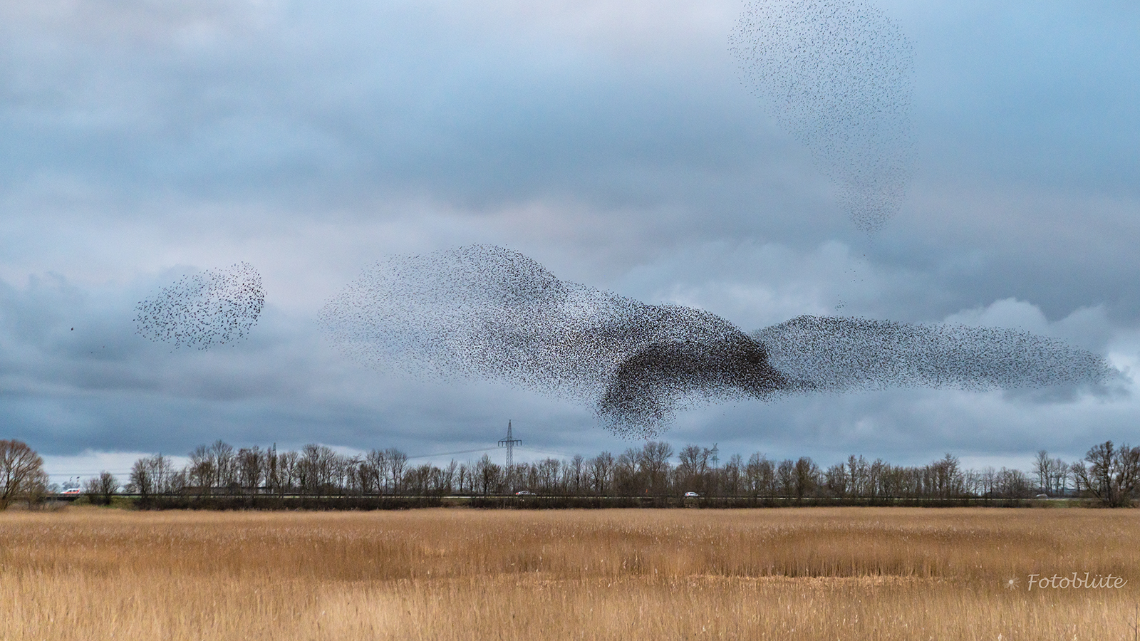 Tanz der Stare (großer Vogel)