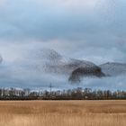 Tanz der Stare (großer Vogel)