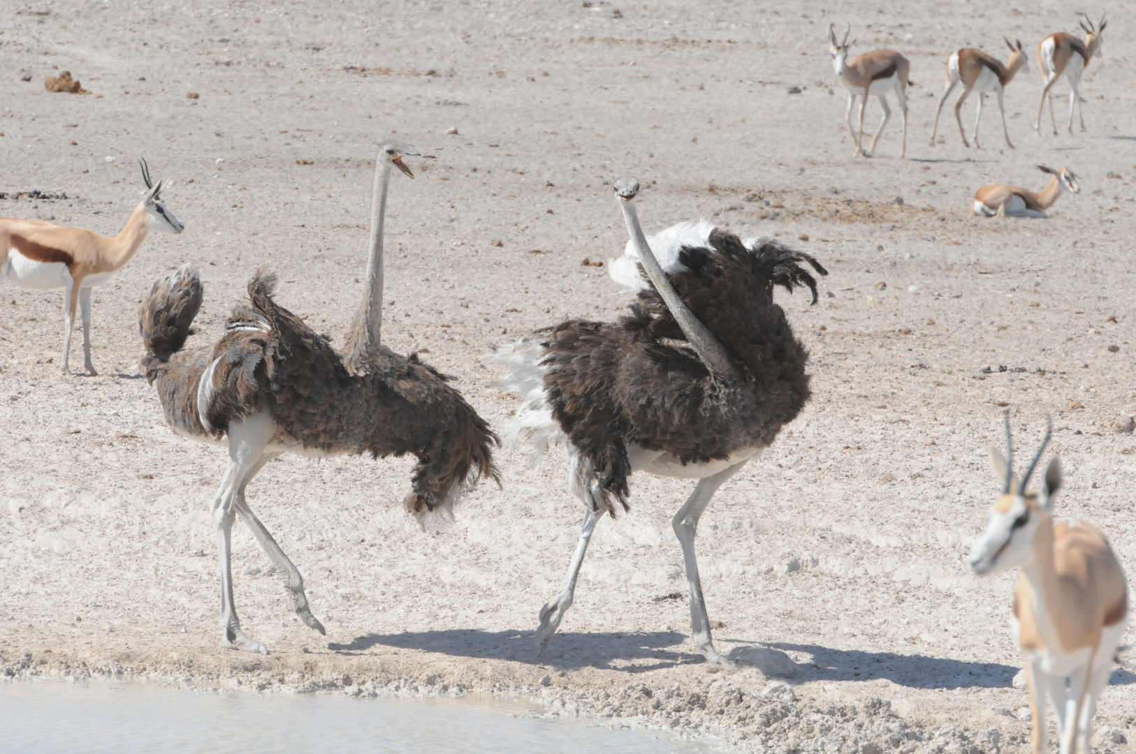 Tanz der Strausse, Namibia