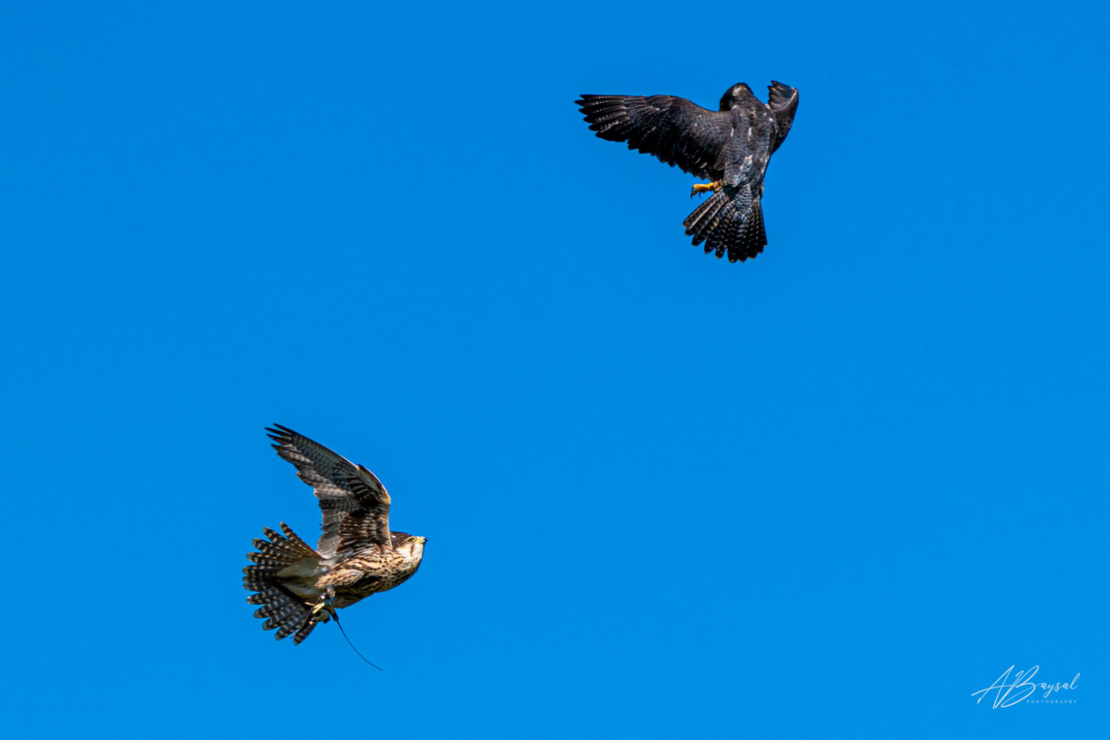 Tanz der Vögel