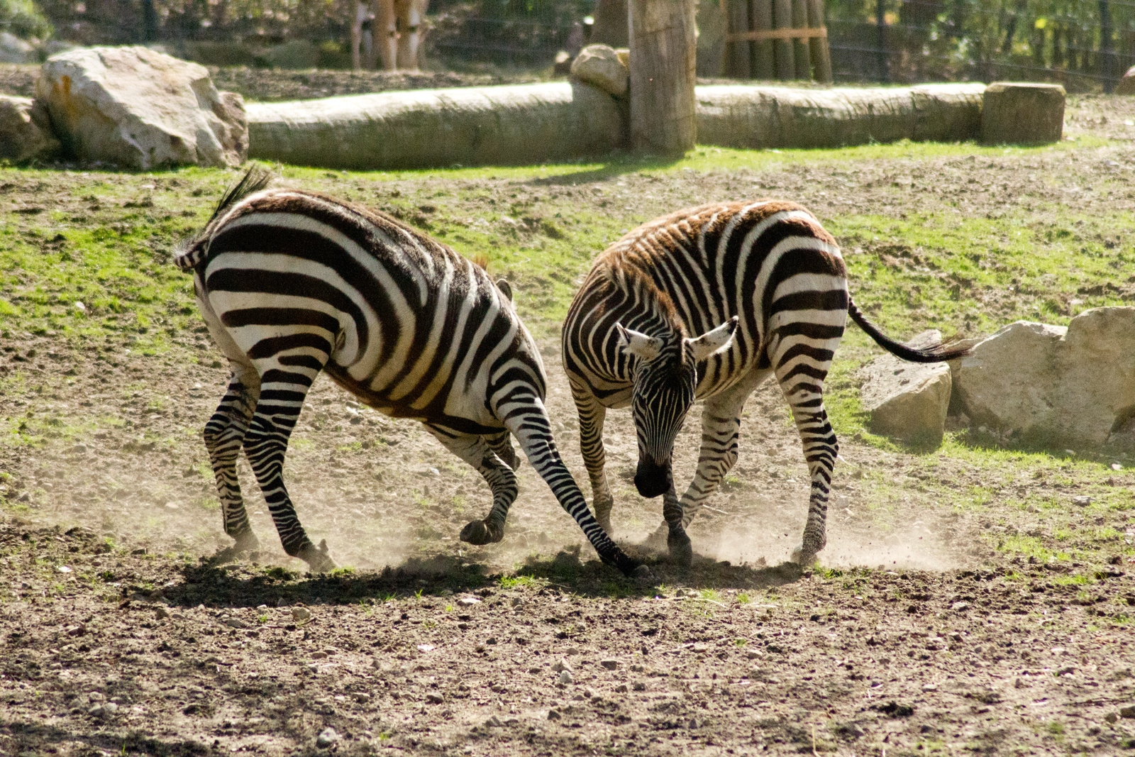 Tanz der Zebra's II