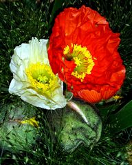 Tanz des Mohns