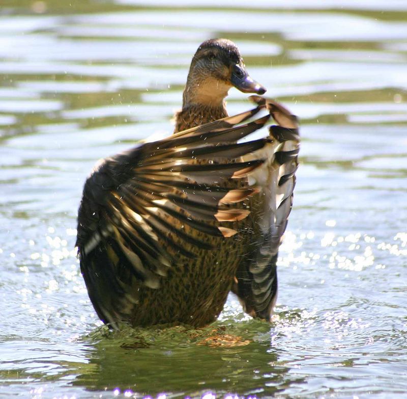 Tanz einer Ente #3